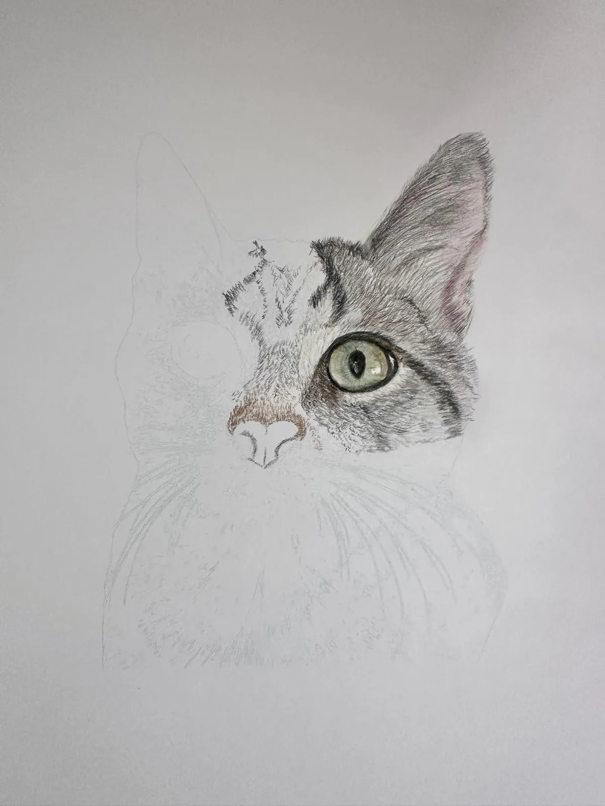 Cat portrait in progress, with light guide lines and pencil shading