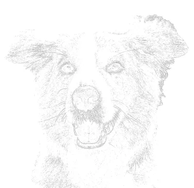 Example of a saved dog outline